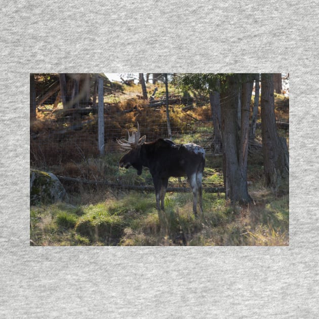 Large Moose in the woods by josefpittner